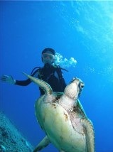 暑假關島5天3夜潛水遊學 飯店三選一 | 檸檬鯊潛水旅遊最新公告
