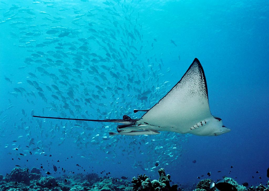 帛琉 | 檸檬鯊潛水旅遊