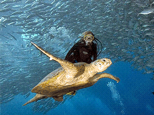 旅游目的地,旅行,极限运动,海底世界,深潜,潜水,动图,水面,唯美等gif